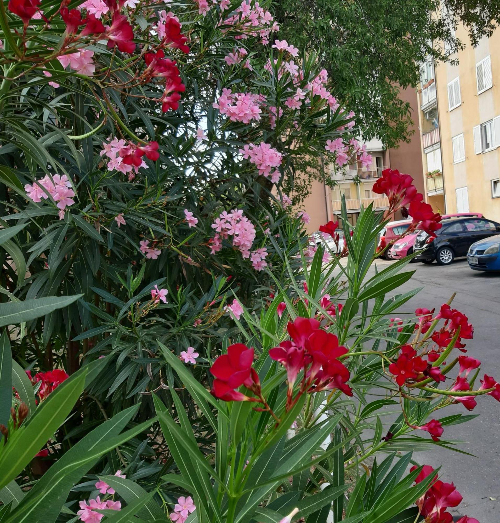 Apartma Eva Koper városi község Kültér fotó